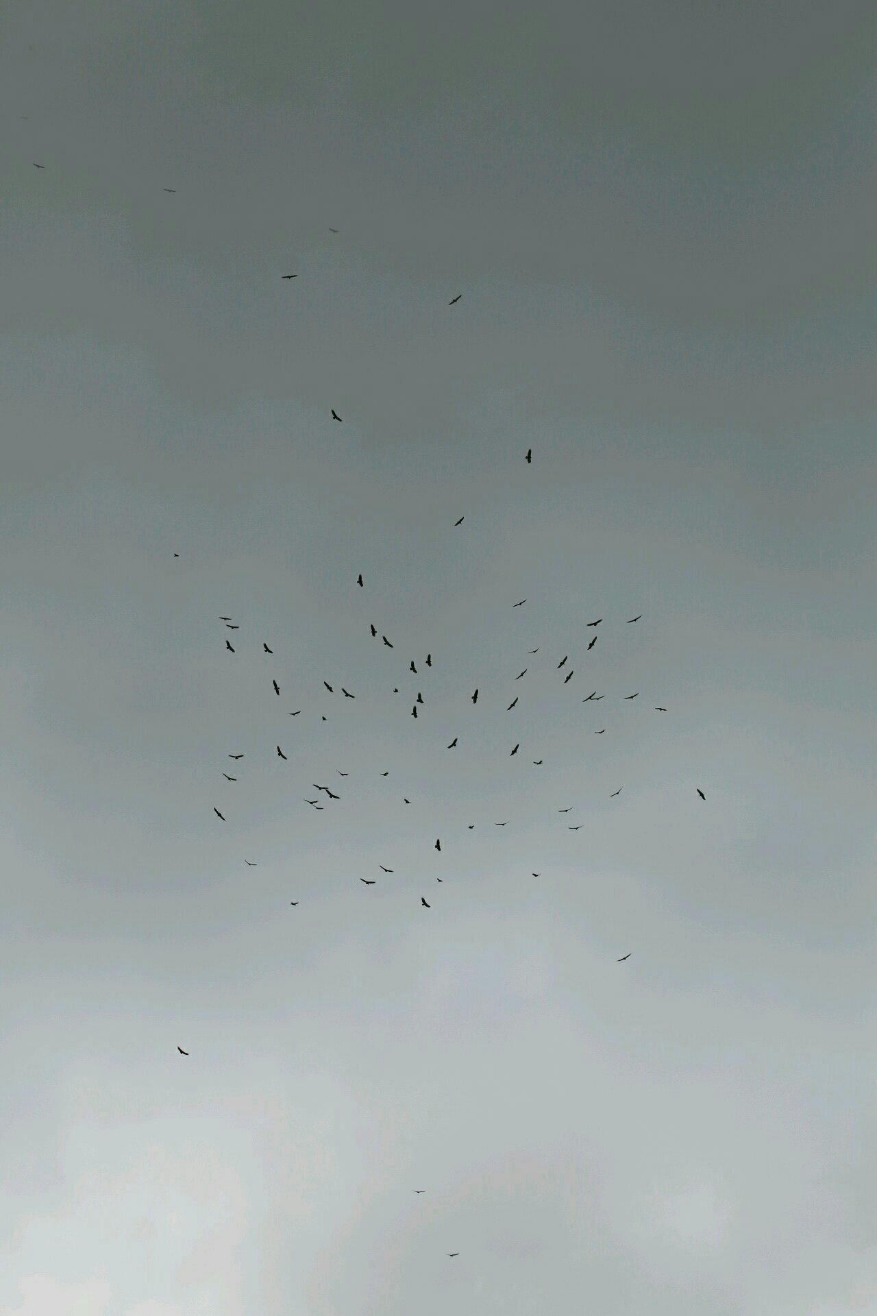 Migrating Turkey Vultures. Canopy Tower, Panama.