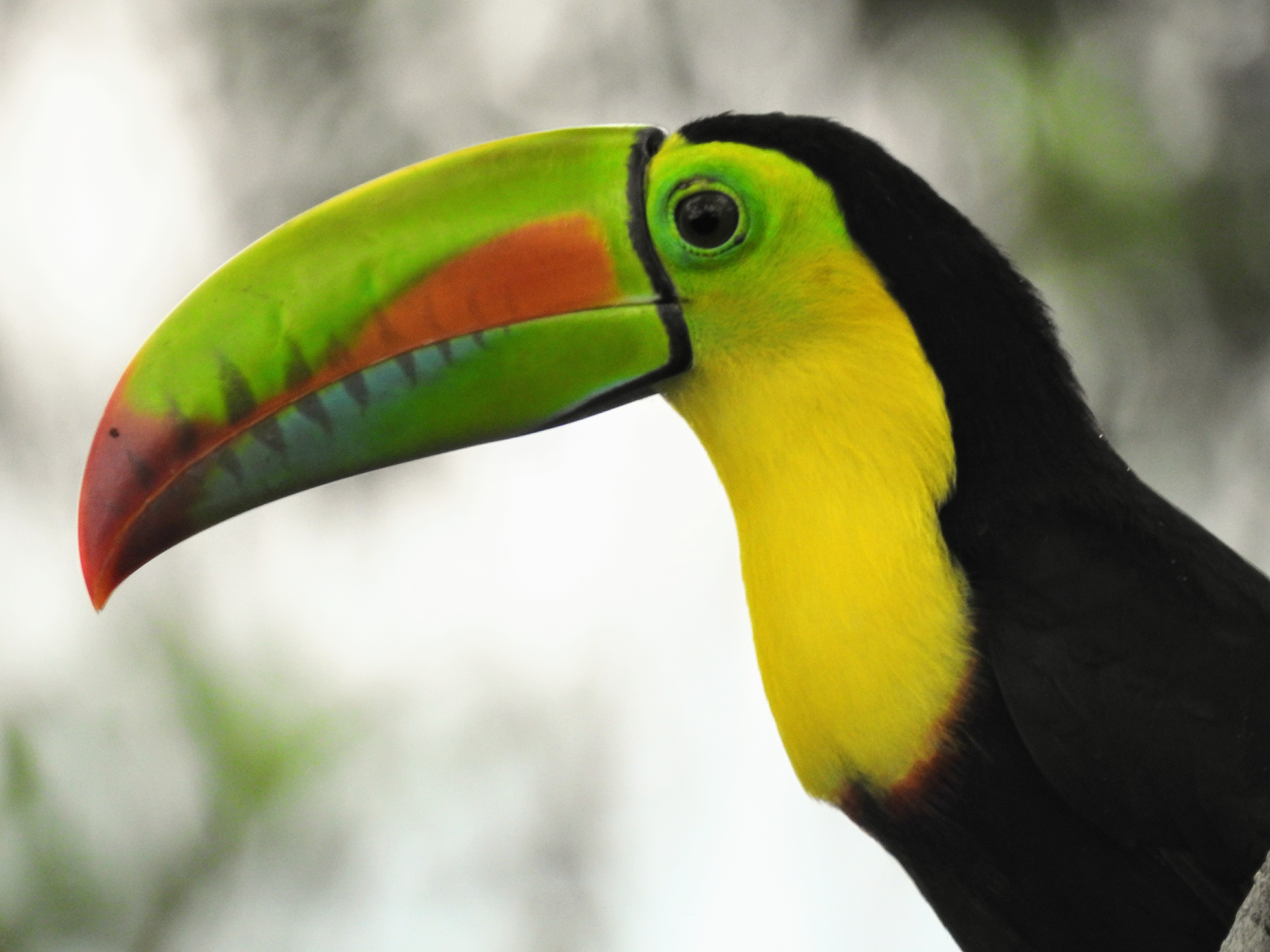 Keel-billed Toucan. Canopy Tower, Panama.