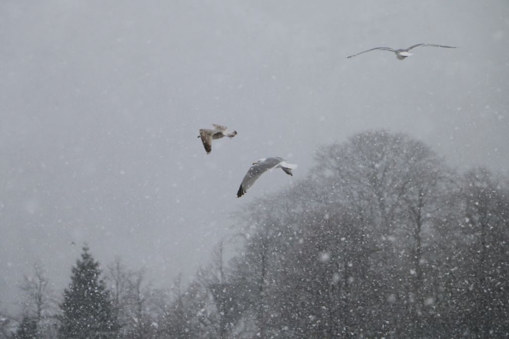 Gulls in snow. Tveitevatnet.