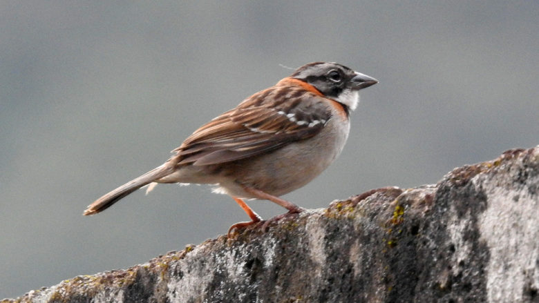 eature Rufous-collered Sparrow