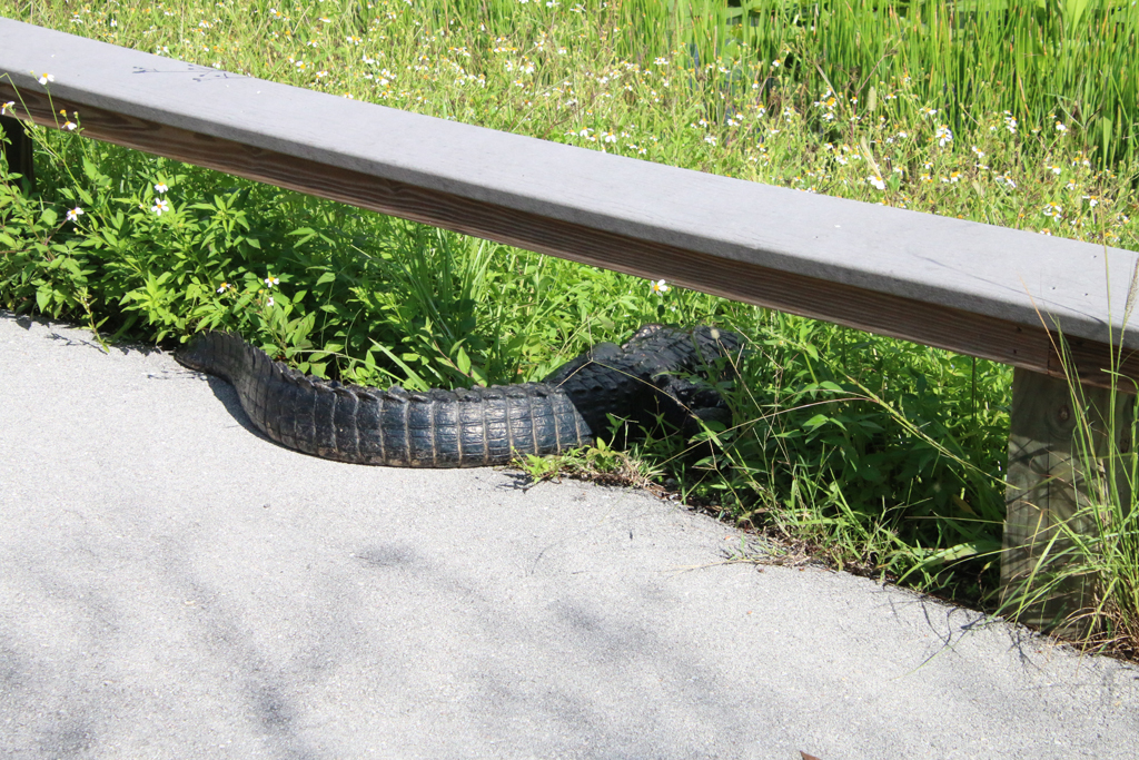 Alligatorerne hviler, hvor de vil. Anhinga Trail, Everglades Nationalpark.
