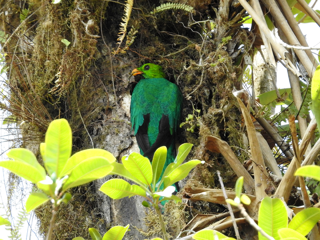 Golden-headed Quetzal. Nordvest for Buenaventura.