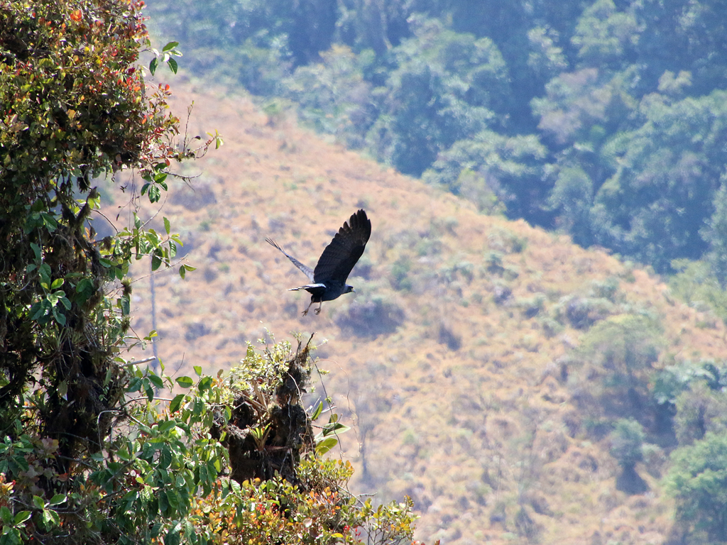 Solitary Eagle, et sjældent syn i området.