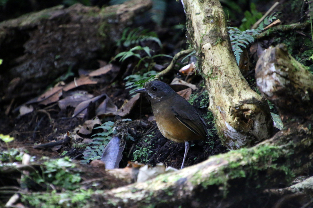 "Susan" - Moustached Antpitta. Refugio Paz de las Aves, Ecuador.