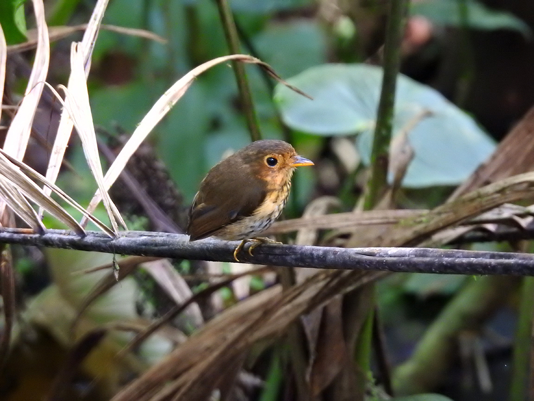 "Shakira" - Ochre-breasted Antpitta. Refugio Paz de las Aves, Ecuador.