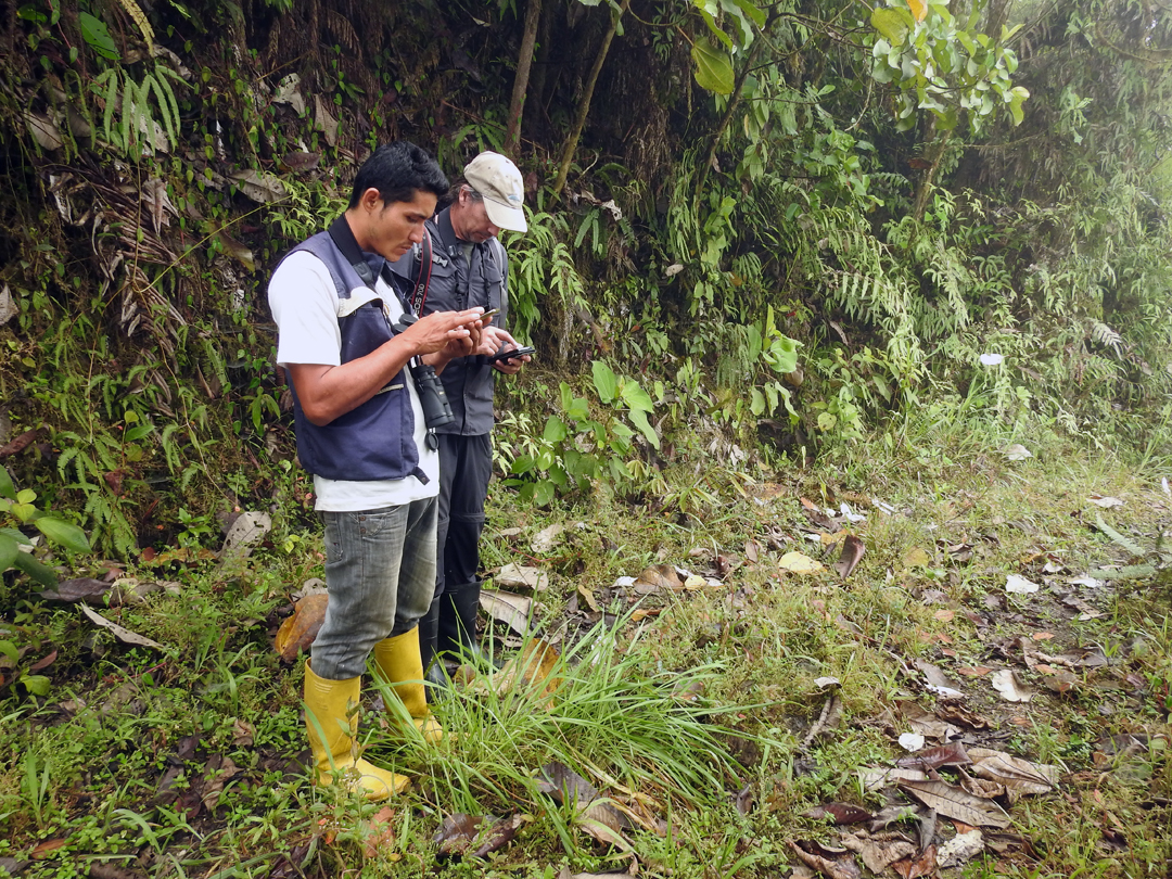 Diego og Uffe tjekker en fugleart. Buenaventura, Ecuador.