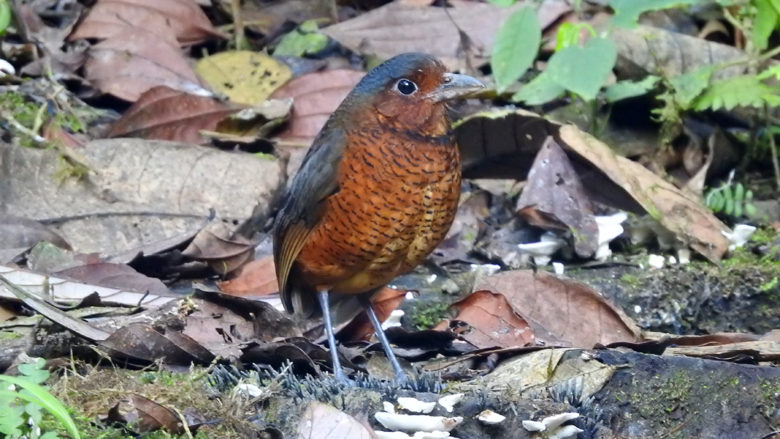 "Maria" - Giant Antpitta. Refugio Paz de las Aves. Ecuador.