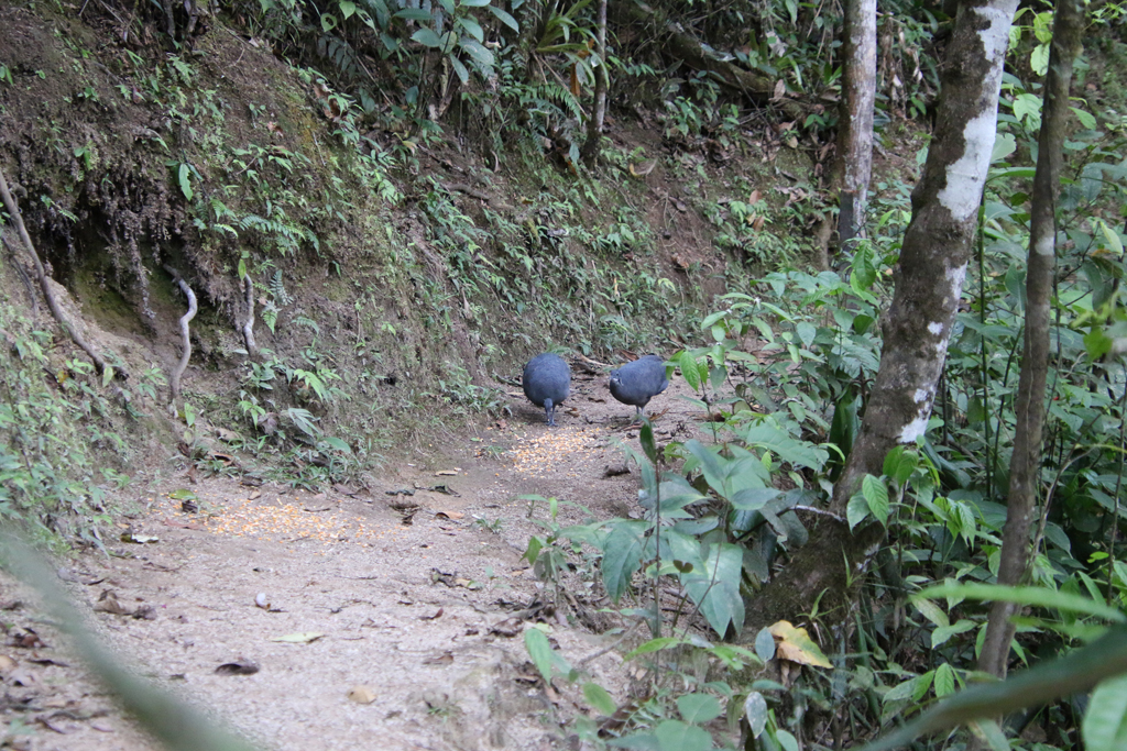 Grey Tinamous. To fugle er kommet til foderpladsen. Copalinga, Zamora, Ecuador.