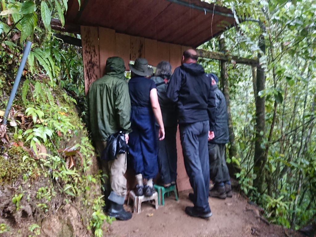 Deltagere fra "Sunbird Tours" ser på Grey Tinamou. Copalinga, Zamora, Ecuador.