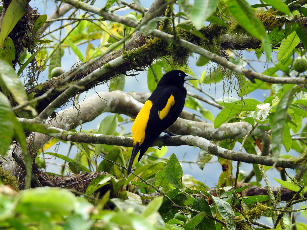 Yellow-rumped Cacique. Umbrellabird Lodge, Buenaventura, Ecuador.