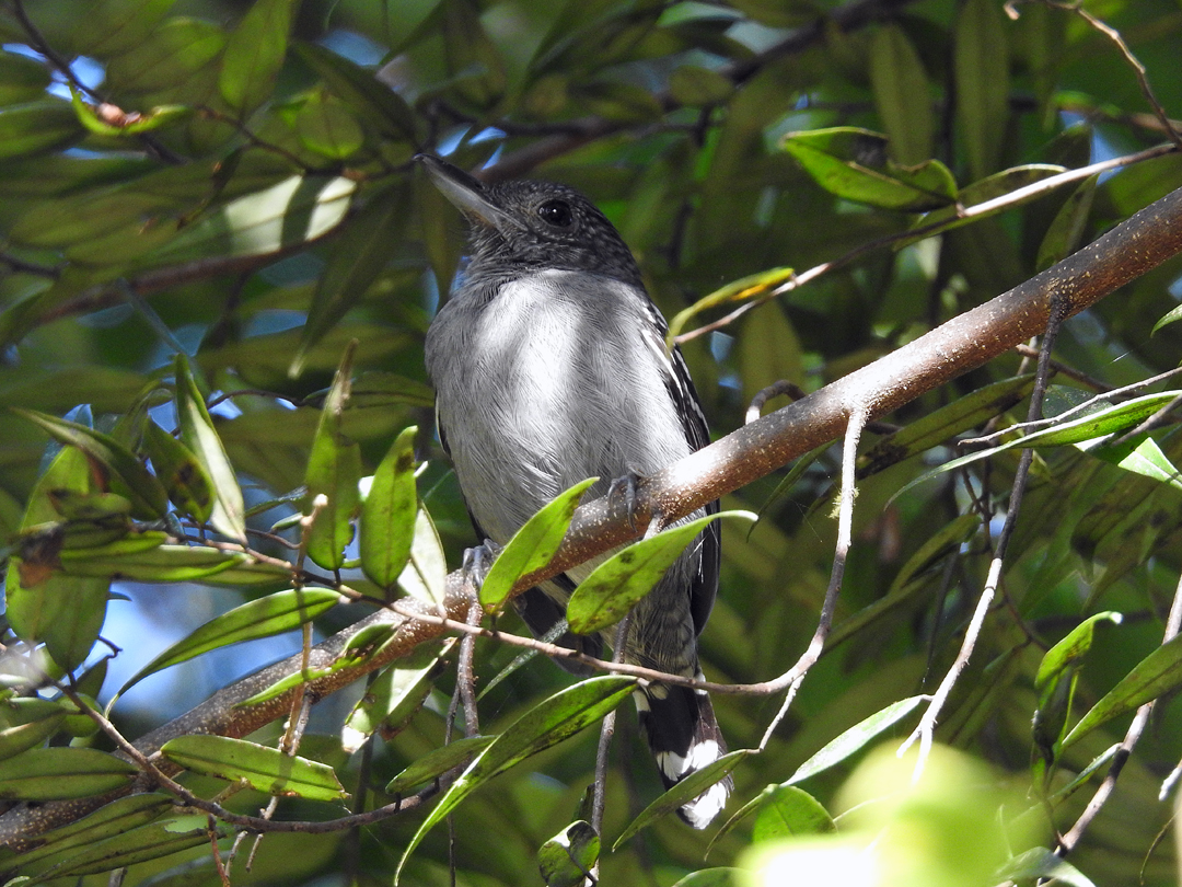 Black-crowned Antshrike (Vestlig Skifer Myretornskade), Pipeline Road, Soberania NP., Panamá.