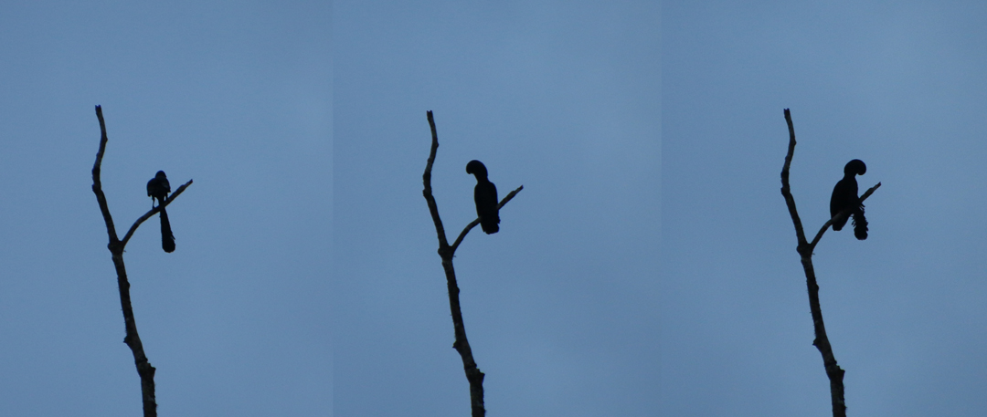 En spillende han (collage). Long-wattled Umbrellabird. Upper lek Site, Recinto 23 de Junio, Ecuador.
