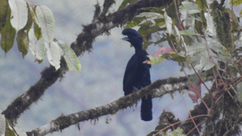 Long-wattled Umbrellabird (han). Upper lek Site, Recinto 23 de Junio, Ecuador.