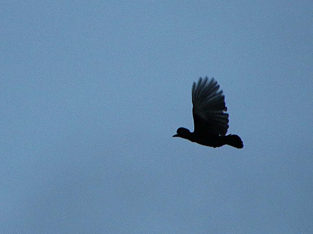 Long-wattled Umbrellabird (hun). Upper lek Site, Recinto 23 de Junio, Ecuador.
