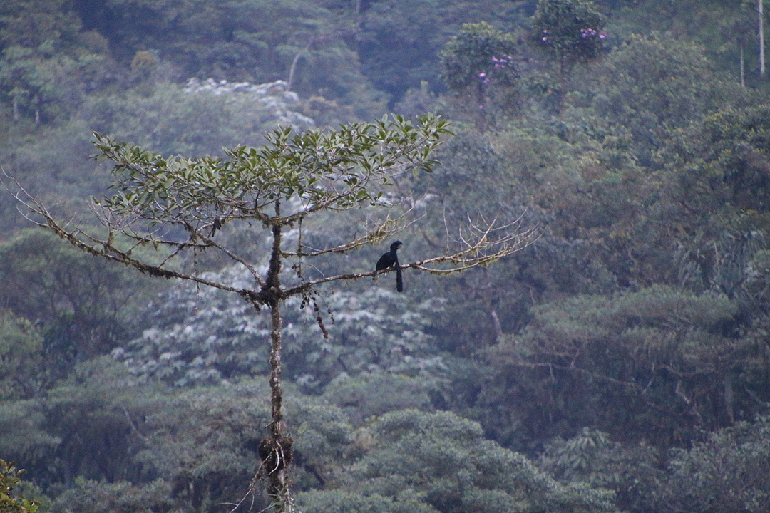 Long-wattled Umbrellabird (han). Upper lek Site, Recinto 23 de Junio, Ecuador.
