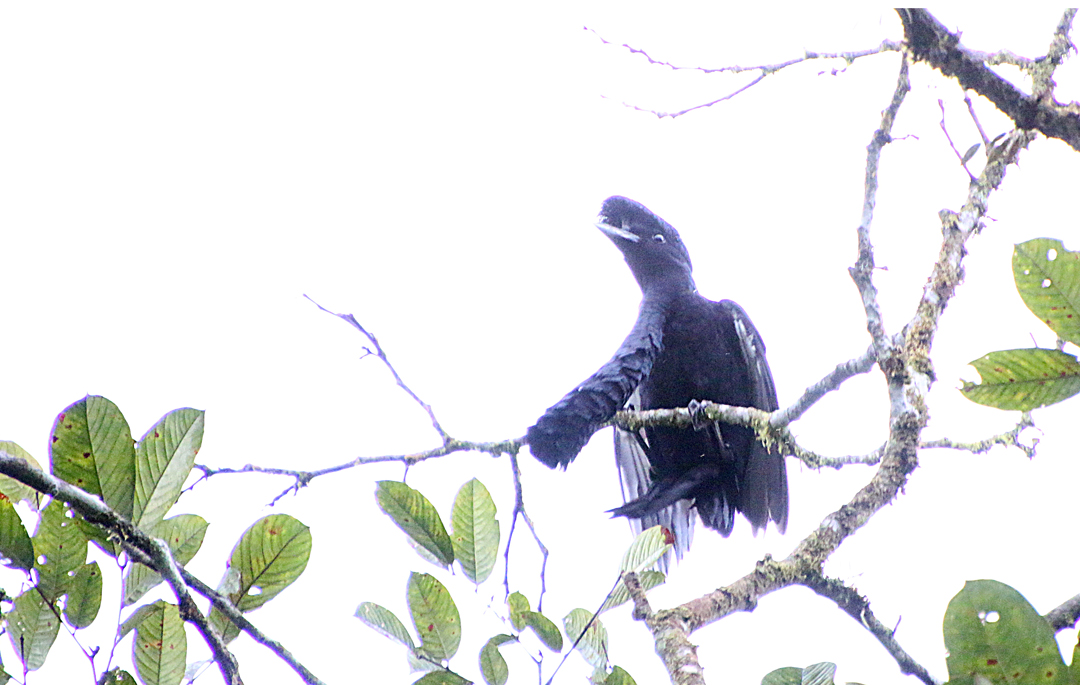 Long-wattled Umbrellabird (han). Upper lek Site, Recinto 23 de Junio, Ecuador.