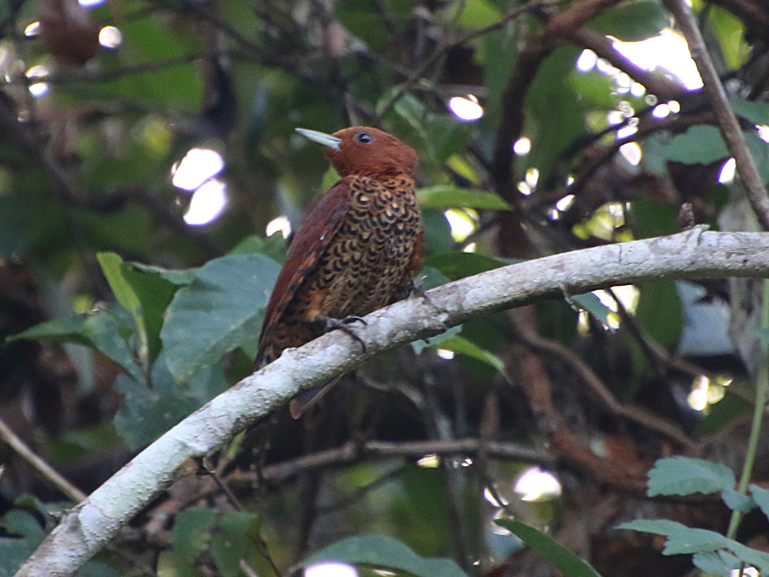 Cinnamon Woodpecker (Kanelspætte), Pipeline Road, Soberania NP., Panamá.