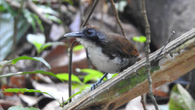 Bicolored Antbird (Tofarvet Myrefugl), Pipeline Road, Soberania NP., Panamá.