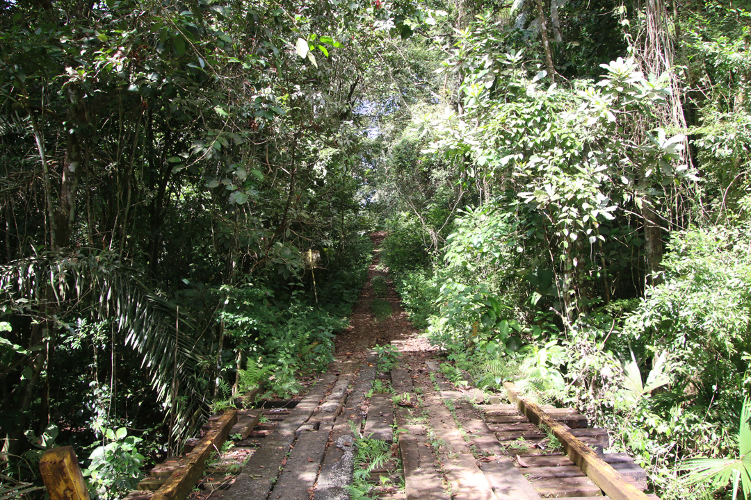Pipeline Road, Soberania NP., Panamá.