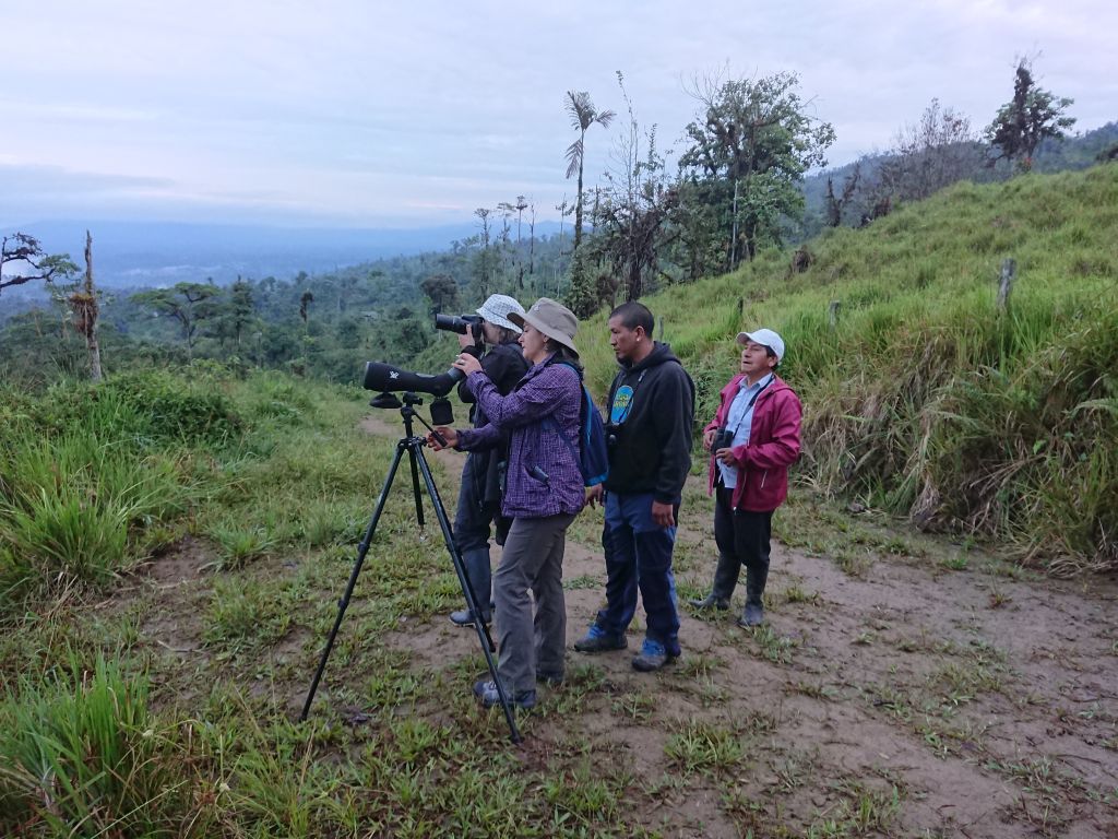 Der observeres og fotograferes Long-wattled Umbrellabirds. Upper lek Sites, Recinto 23 de Junio, Pichincha, Ecuador.