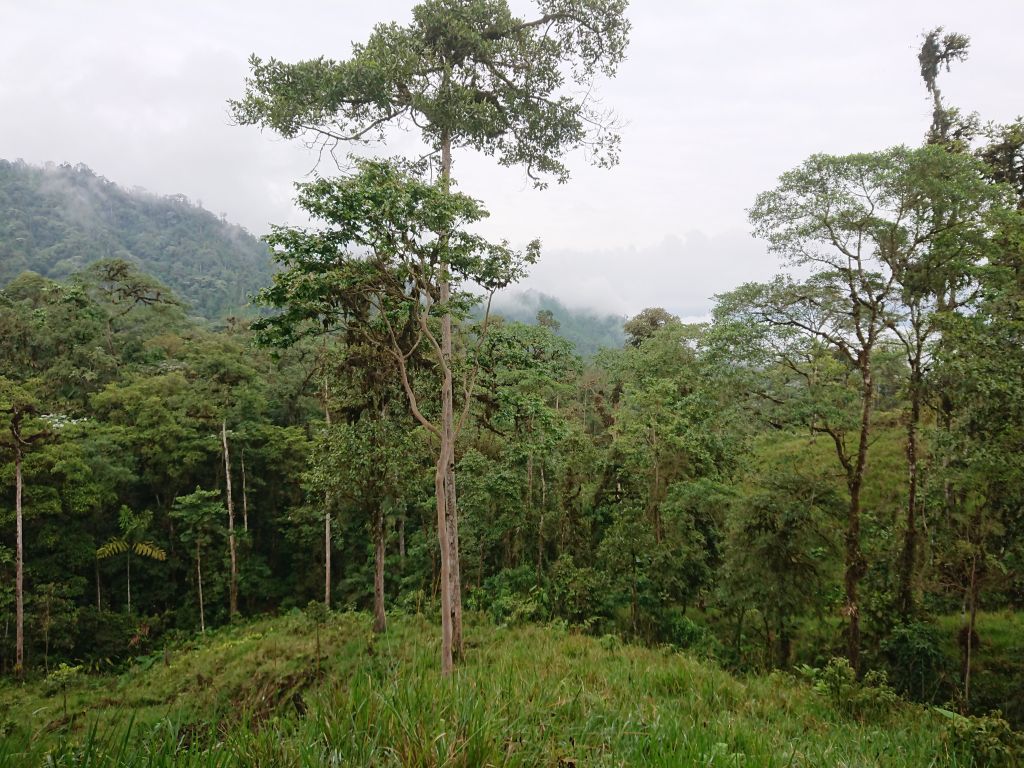 Skoven omkring Upper lek Site, Recinto 23 de Junio, Pichincha, Ecuador.