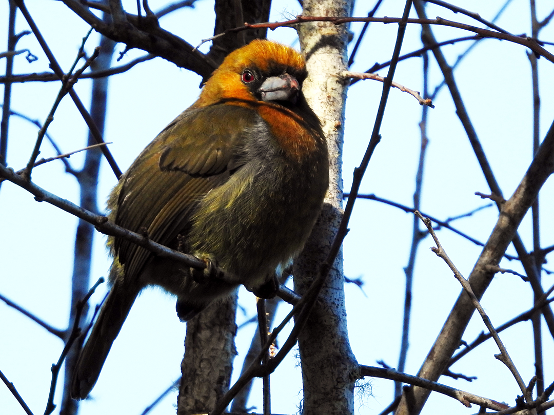 Prong-billed Barbet har en meget begrænset udbredelse. Arten findes i tågeskove på den caribiske side af Costa Rica og det vestlige Panamá. Sendero Los Quetzales, Boquete, Panamá.