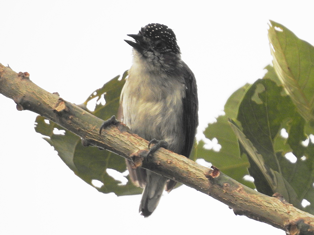 Den lille og endemiske Greyish Piculet, Laguna Sonso. Colombia Birdfair 2019, Cali, Colombia.