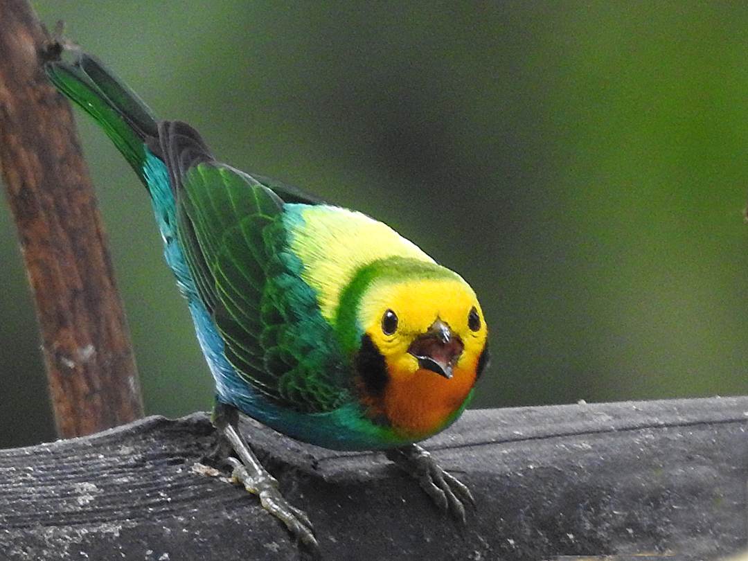 Den farvestrålende og endemiske Multicolored Tanager, Kilometros 18. Colombia Birdfair 2019, Cali, Colombia.