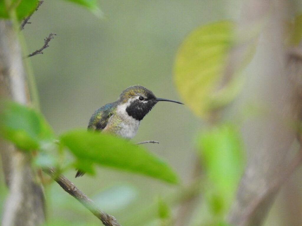 Hannen af den lille kolibri Purpurhalset Skovstjerne. Santa Eulalia dalen. Peru.