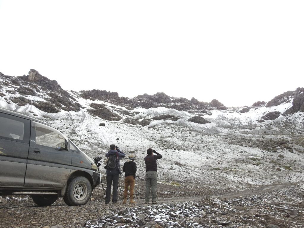 Der ledes efter Puna Tinamou i 4900 m.o.h. Andesbjergene, Peru.