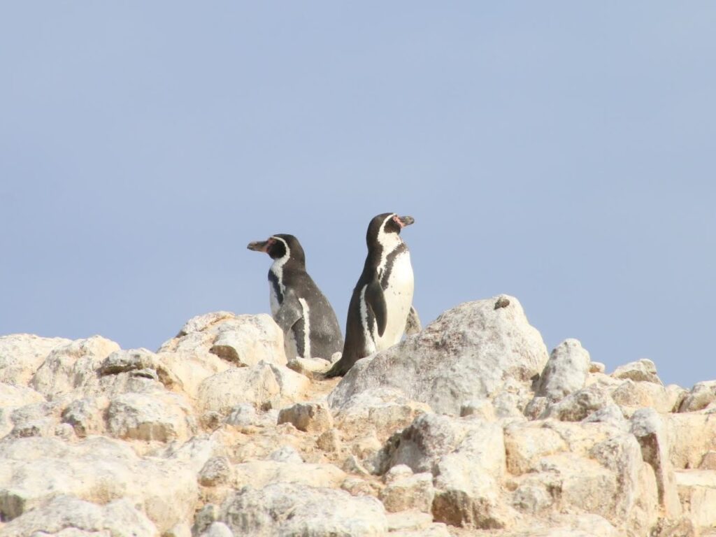 Humboldt Penguins Spheniscus humboldti. BallestasIslands, Paracas, Peru.