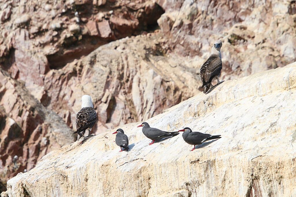 Inca Terns Larosterna Inca and Blue-footed Boobies Sula nebouxii. Ballestas Islands, Peru.