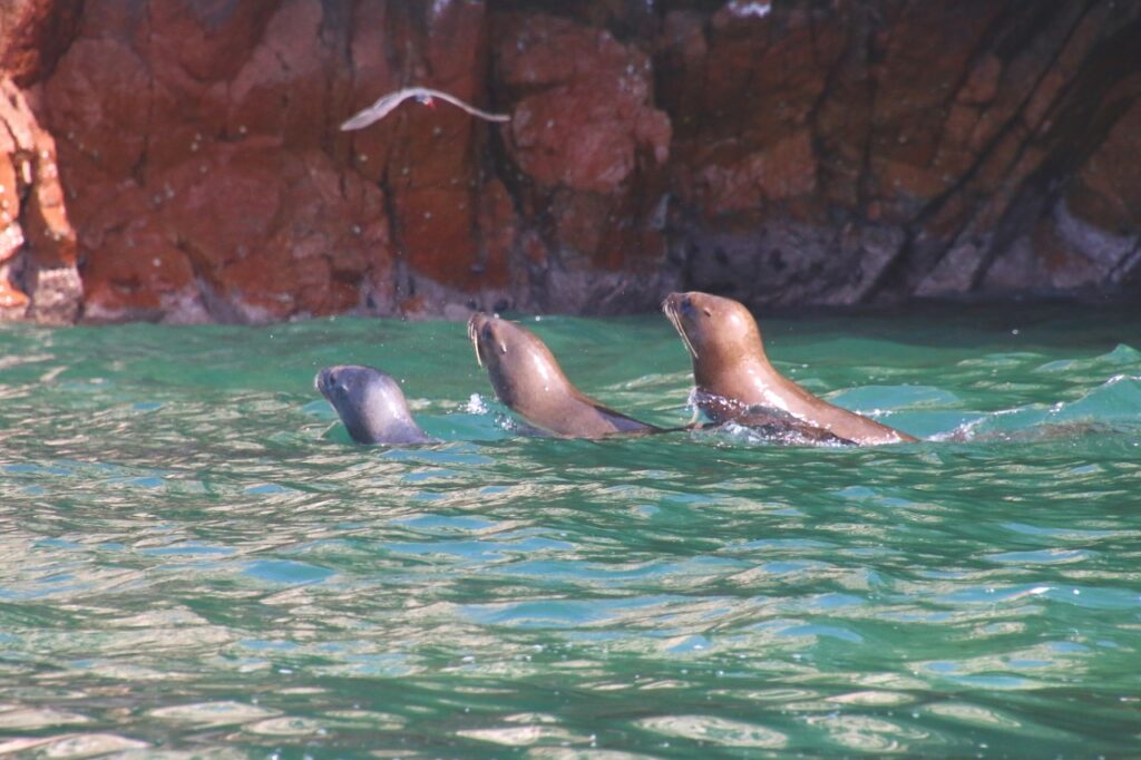 You get close to the wildlife. Sea lions, Ballestas Islands, Peru. 