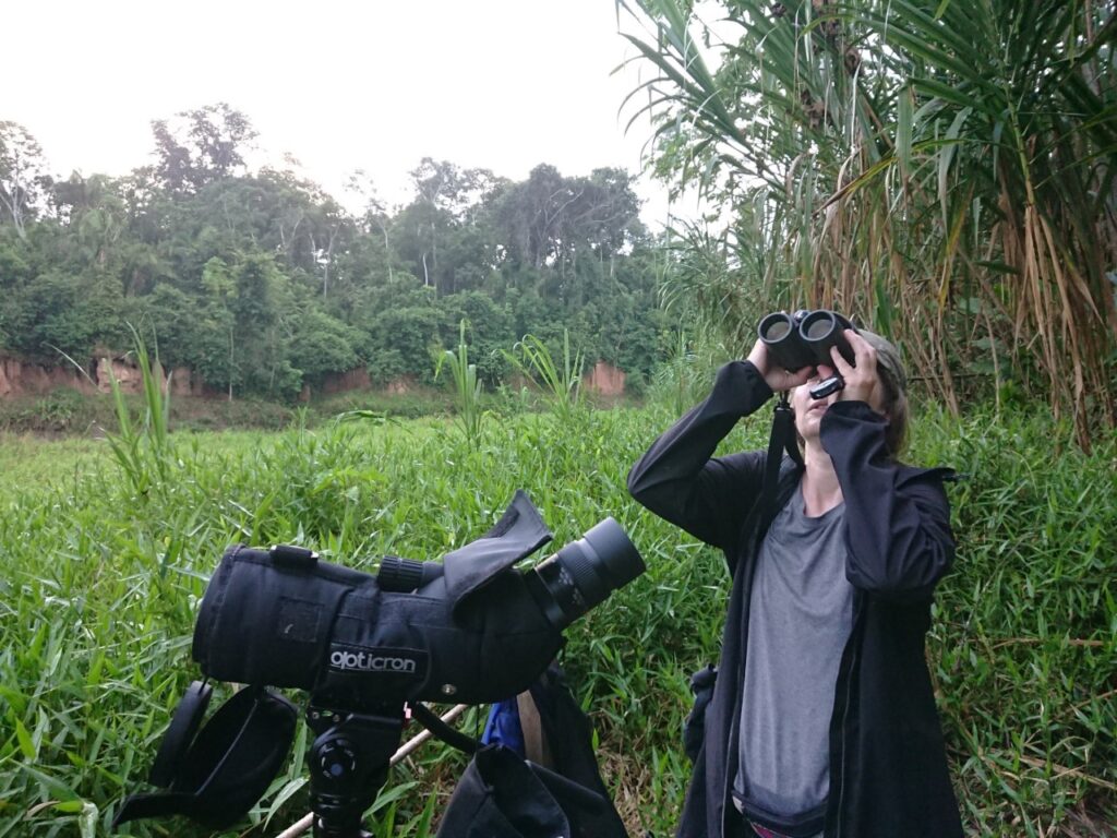 Fuglekigning i Amazonas. Chuncho Clay Lick, Tambopata National Reserve, Peru.