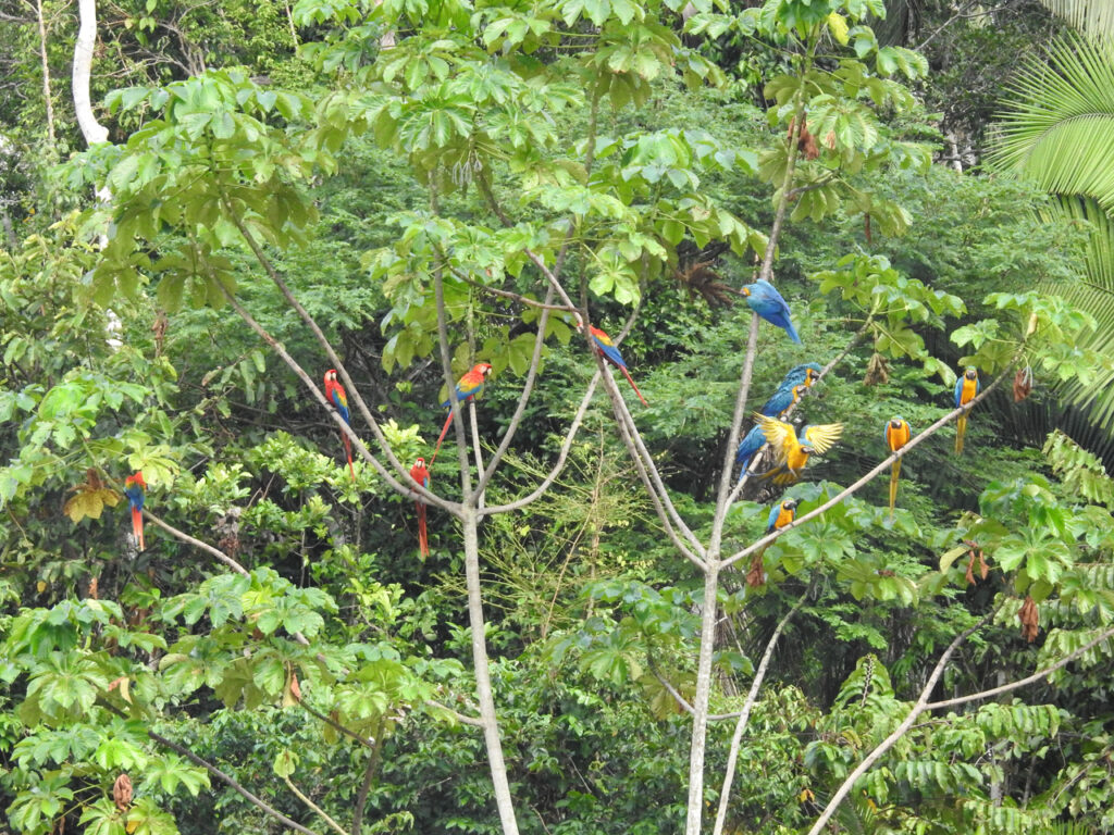 Hvorfor spiser papegøjer ler? De store araer sidder længe og venter i træerne, før de tør flyve ned på flodbrinken for at spise ler. Chuncho Clay Lick, Tambopata National Reserve, Peru.