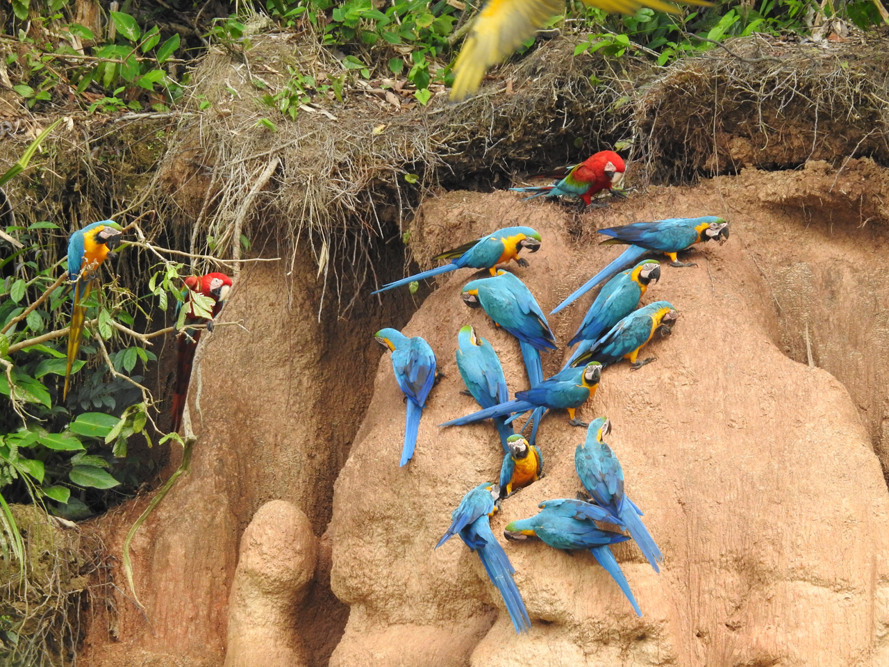 A spectacular sight and why do parrots eat clay in the Peruvian