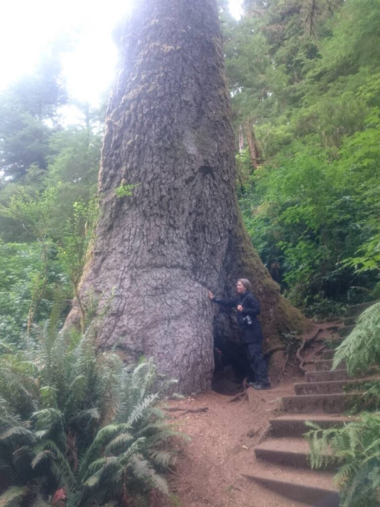 Et stort træ. Oregon, USA.