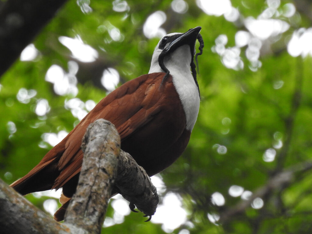 Three-wattled Bellbird. Trelappet Klokkefug (Procnias tricarunculatus). Bajo del Tigre, Monteverde, Costa Rica.