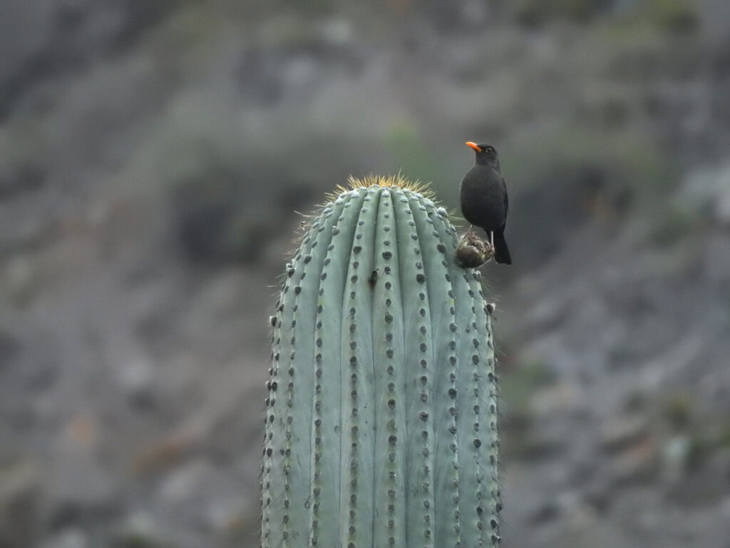 Det ligner en Solsort, men er en Chiguancodrossel (Turdus chiguanco). Rute Nacional 51, Argentina.