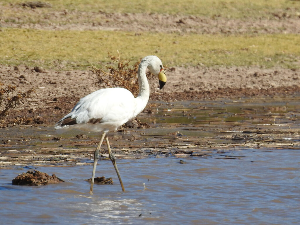 Det er ikke alle flamingoer, der er lyserøde. Punaflamingo - eller James's Flamingo, som den også hedder. Lagunas del Toro, Argentina.