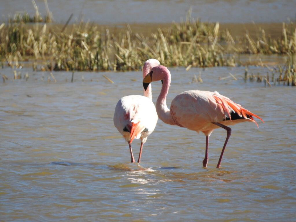 Punaflamingo - eller James's Flamingo, som den også hedder. Lagunas del Toro, Argentina.