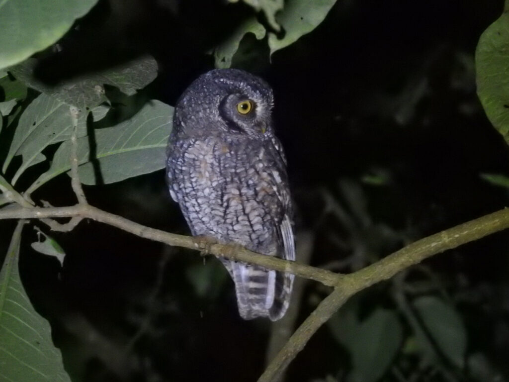 Owling in Northwest Argentina. Ugletur i Nordvestargentina. Tropical Screech-Owl (Megascops choliba). La Misión, Provincia de Salta, Argentina.