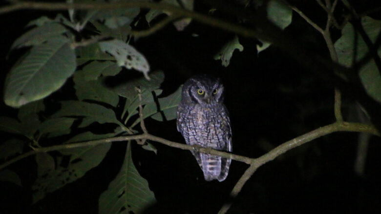 Owling in Northwest Argentina. Ugletur i Nordvestargentina. Tropical Screech-Owl (Megascops choliba). La Misión, Provincia de Salta, Argentina.