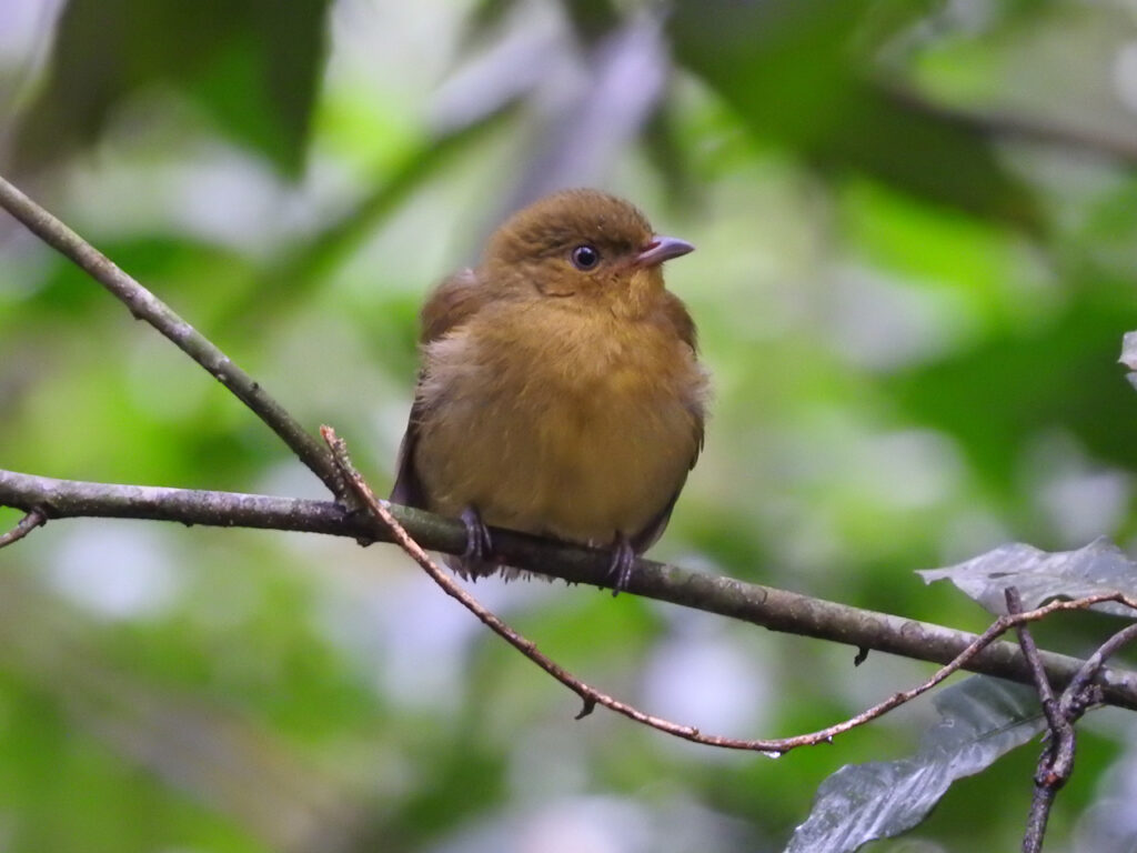 En hun Halebåndsmanakin (Pipra fasciicauda). Sendero Macuca, Iguazu Nationalpark, Argentina.