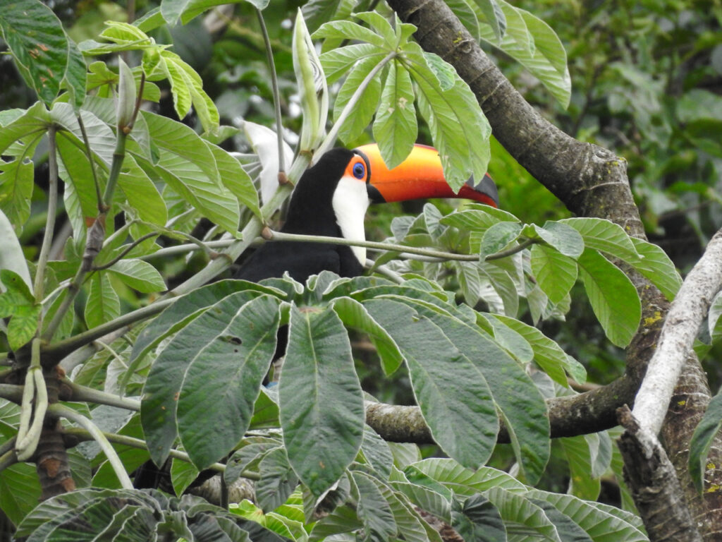 Det er ikke kun vand man kan se ved Iguazuvandfaldene, fx kan man se Kæmpetukan (Ramphastos toco). Denne opholdt sig lige ved billetsalget. Iguazu Nationalpark, Argentina.