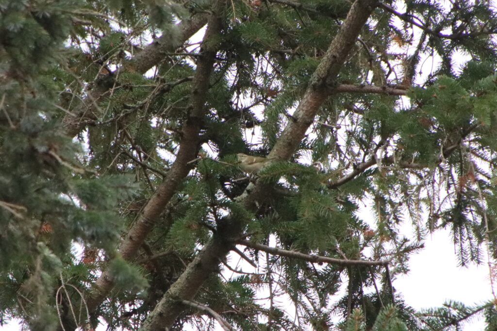 Himalayasanger / Hume's Warbler (Phylloscopus humei), Nyord Kirkegård