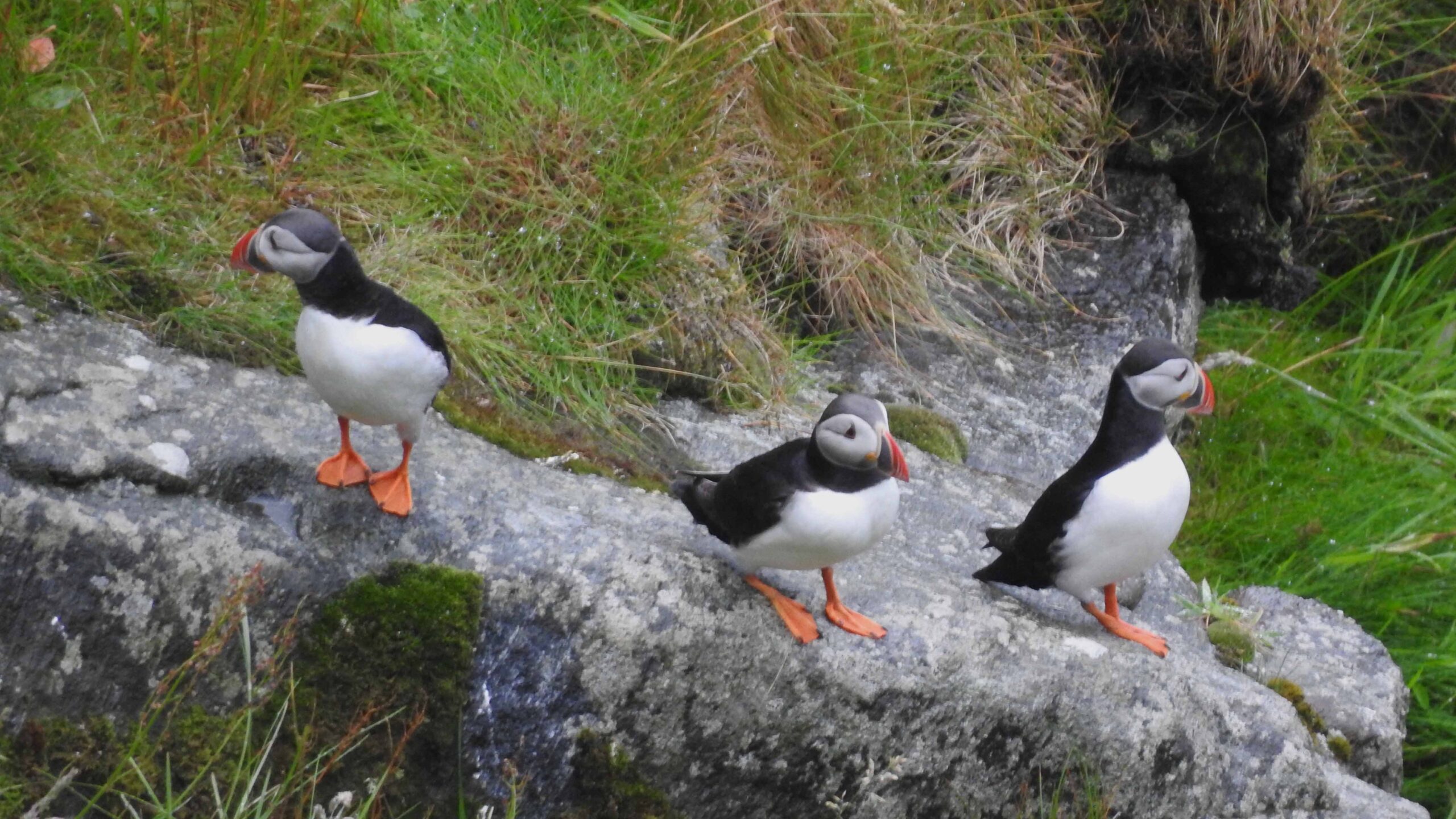 Atlantic Puffin - eBird