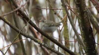 Nordsanger (Phylloscopus borealis)