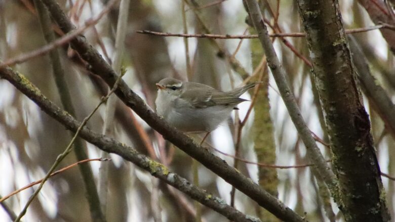 Nordsanger (Phylloscopus borealis)