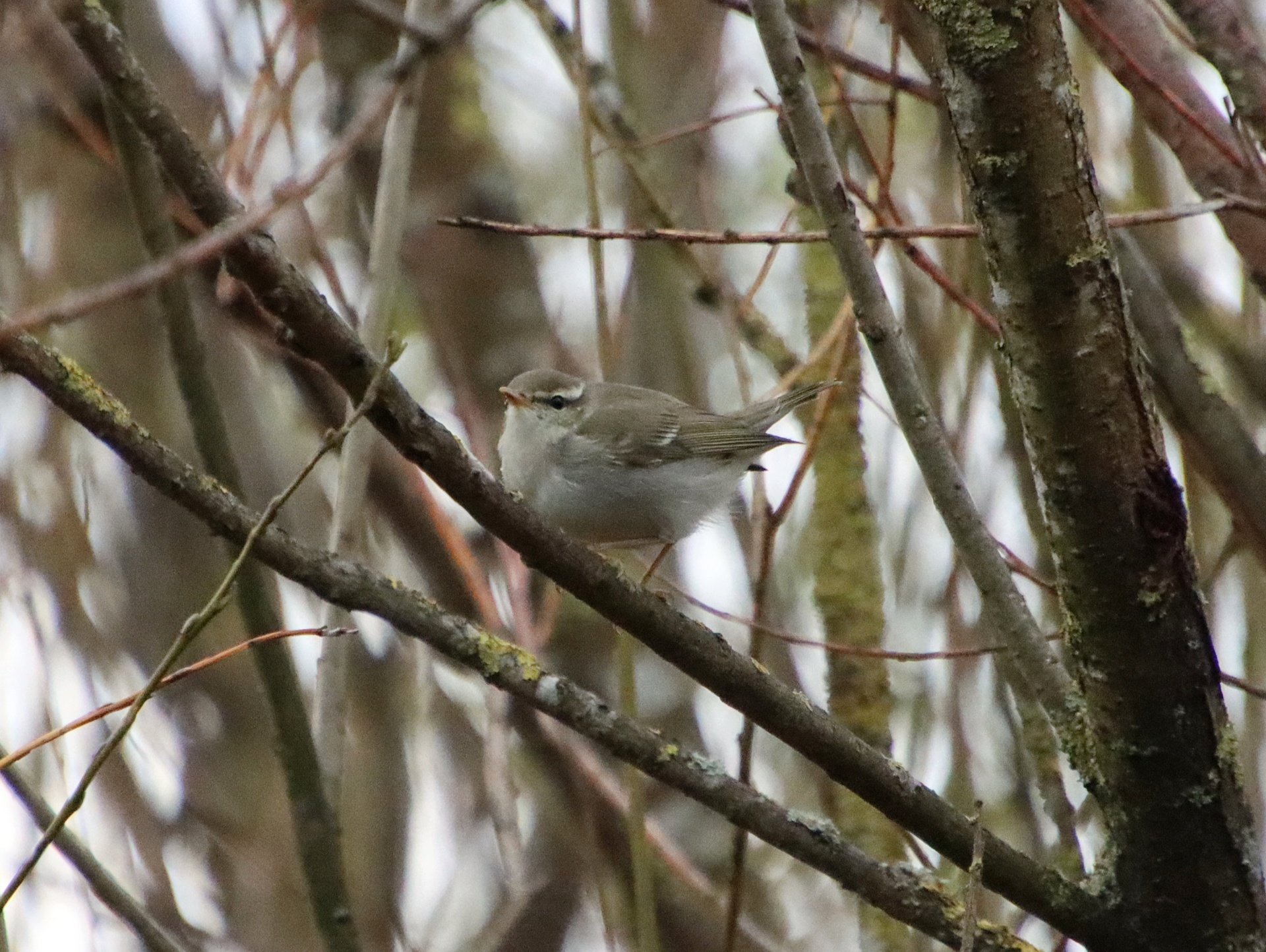 Nordsanger (Phylloscopus borealis)